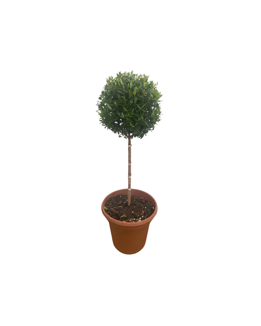 Live Myrtle Topiary