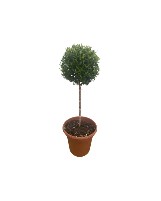 Live Myrtle Topiary