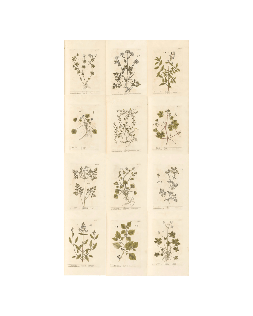 Botanical Collection | Art Prints