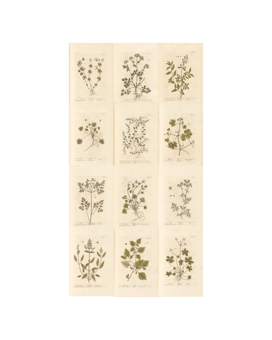 Botanical Collection | Art Prints